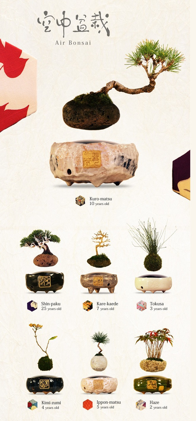 空中盆栽image01 | Inventor of Air bonsai and the floating bonsai image01