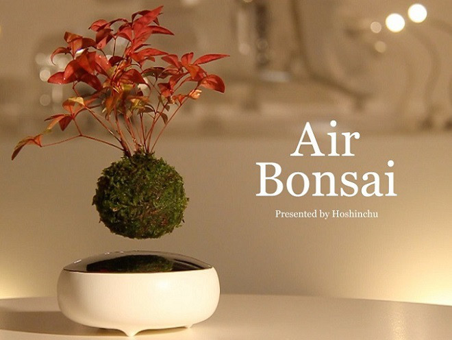 空中盆栽image02 | Inventor of Air bonsai and the floating bonsai image02
